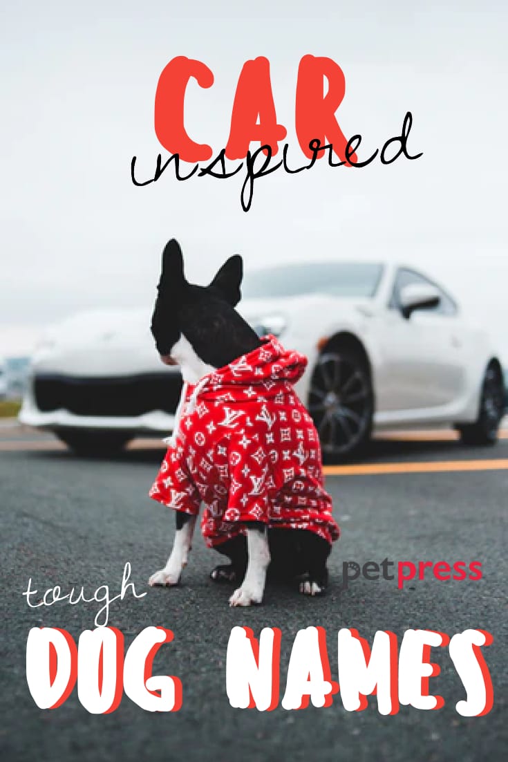 Top 40+ Tough Dog Names Inspired by Cars PetPress