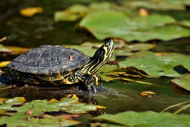 190+ Best Names for Pet Tortoises – Male & Female Tortoise Names