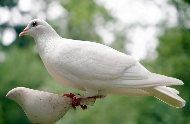 white-dove-names