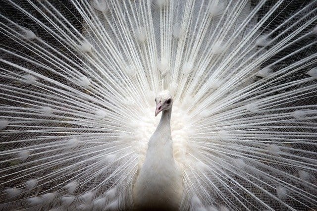 white-peacock-names