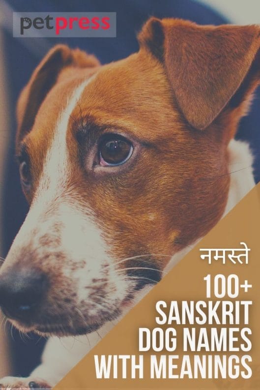 dog essay in sanskrit language