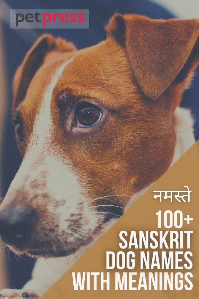 100+ sanskrit dog names with meanings