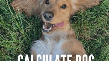 Best Way To Calculate Your Dog Years