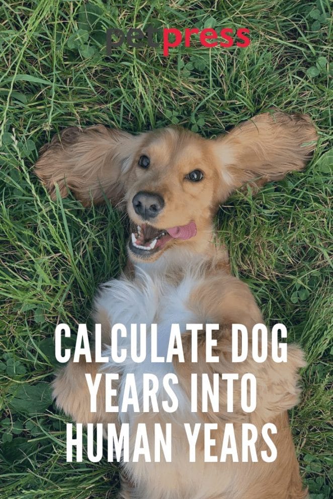 Best Way To Calculate Your Dog Years