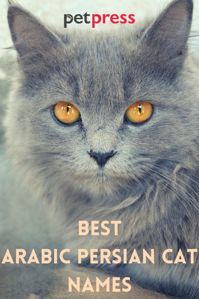 Best arabic persian cat names