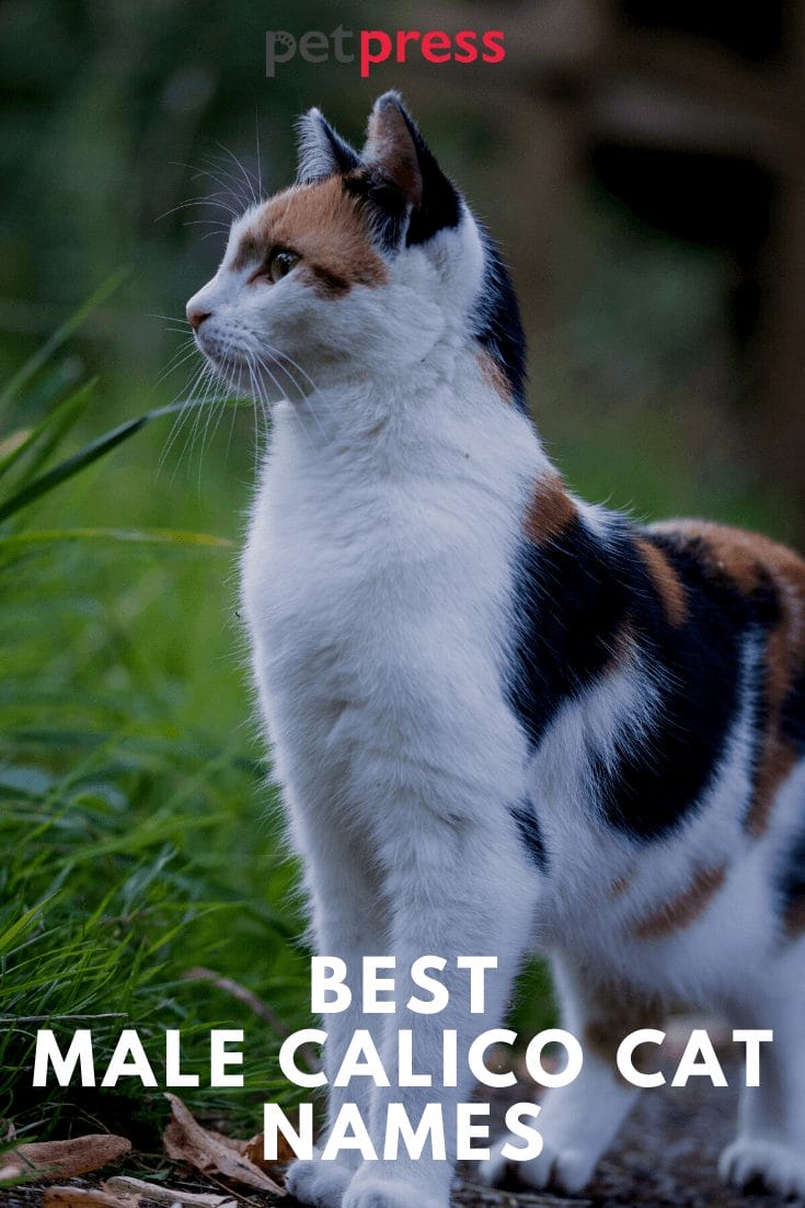 110+ Best Male Calico Cat Names That Will Inspire You PetPress
