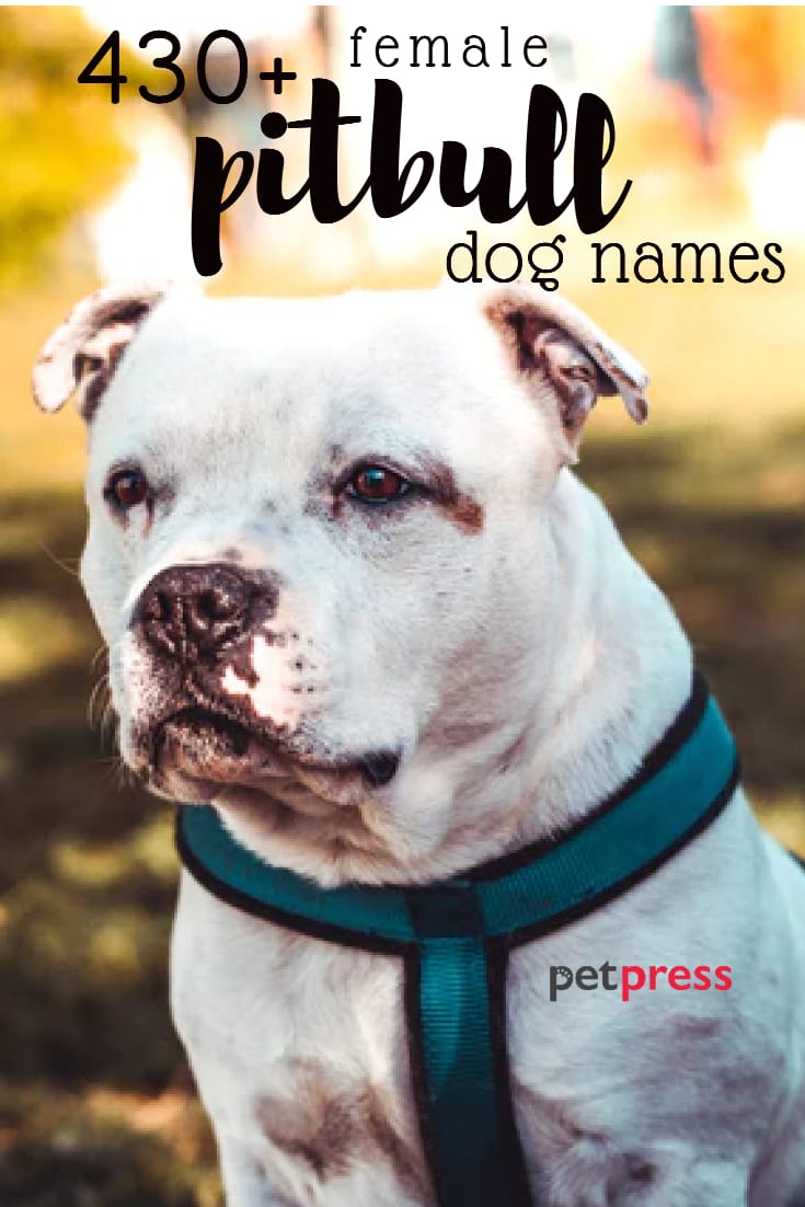 430-female-pit-bull-names-tough-strong-cute-names-petpress