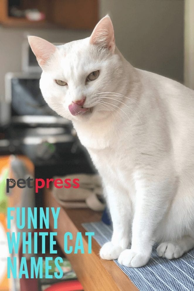 Funny White Cat Names