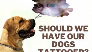 is it illegal to have a dog tattooed