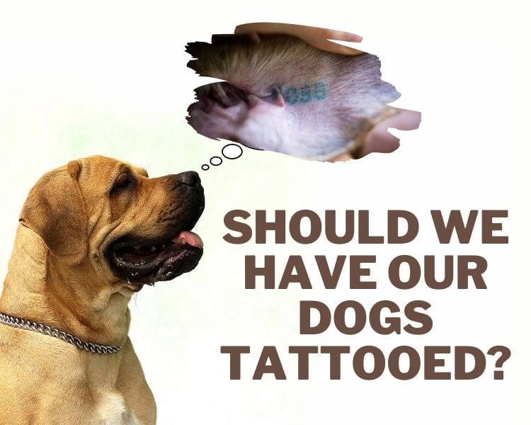 Dogs Tattooed For Identification Is It Safe To Tattoo A Dog?