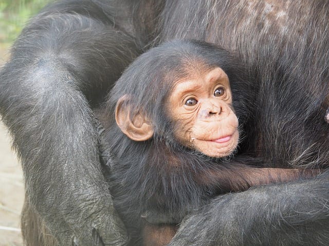 baby-boy-chimpanzee