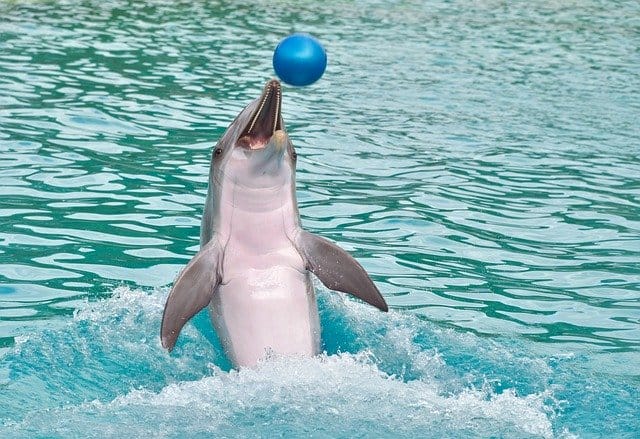 baby-boy-dolphin