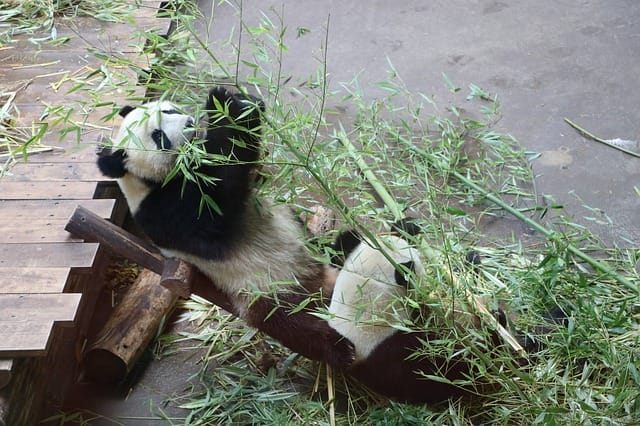 baby-boy-panda-names