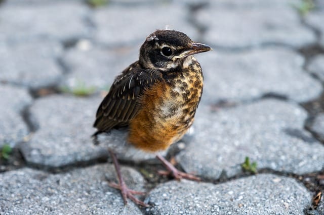 baby-boy-sparrow-names