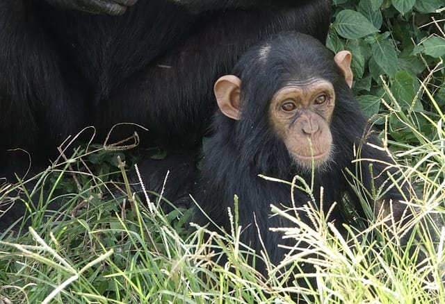 baby-girl-chimpanzee