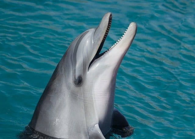 baby-girl-dolphin