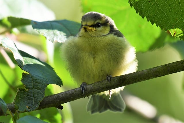 baby-girl-sparrow-names