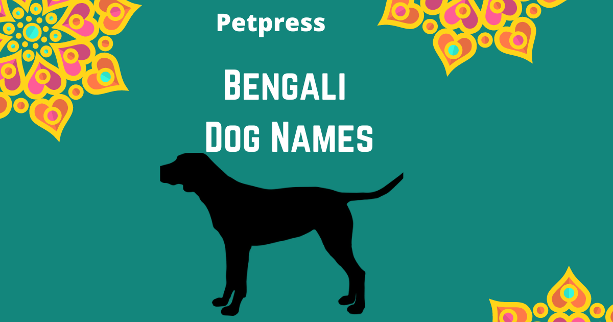 100+ Best Bengali Dog Names - Popular Male & Female Bengali Dog Names ...