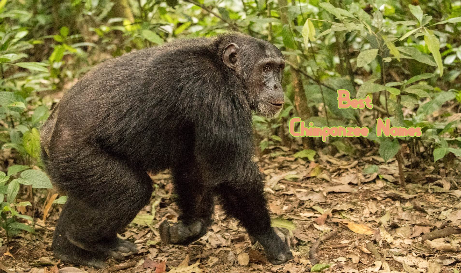 220+ Best Chimpanzee Names - Popular Chimpanzee Name Ideas