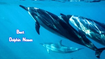 best-dolphin-names