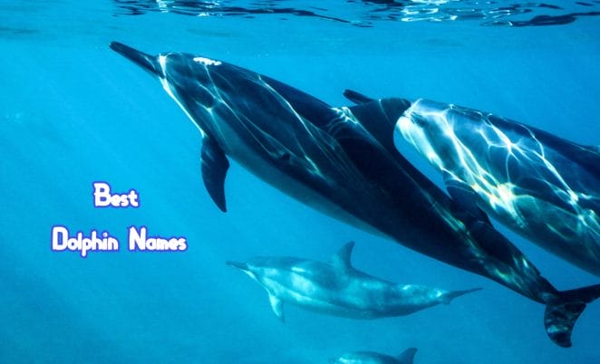 best-dolphin-names