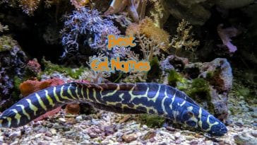 best-eel-names