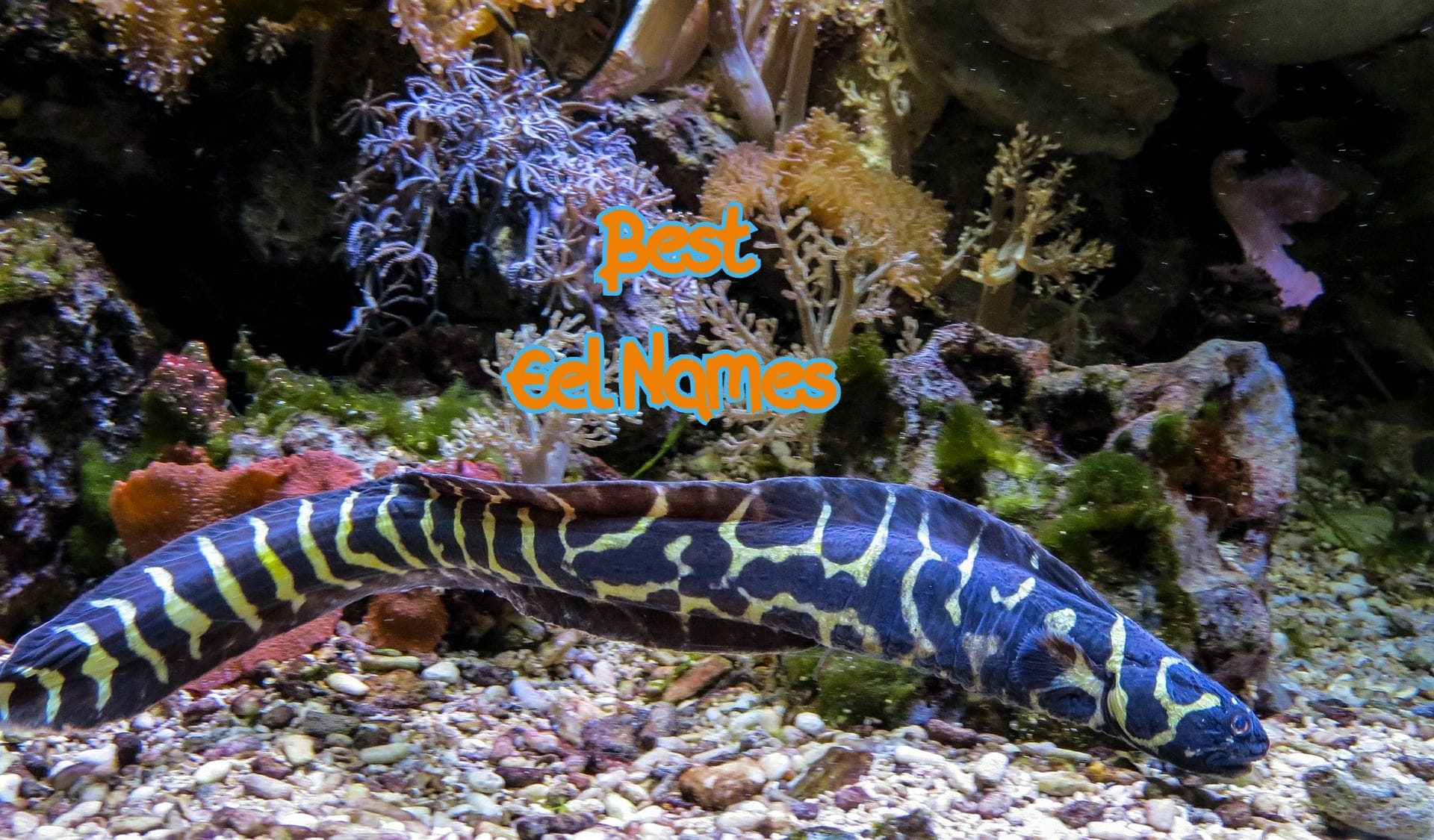 best-eel-names