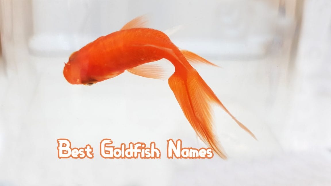 360+ Best Goldfish Names by Color, Famous, Pairs or just Funny