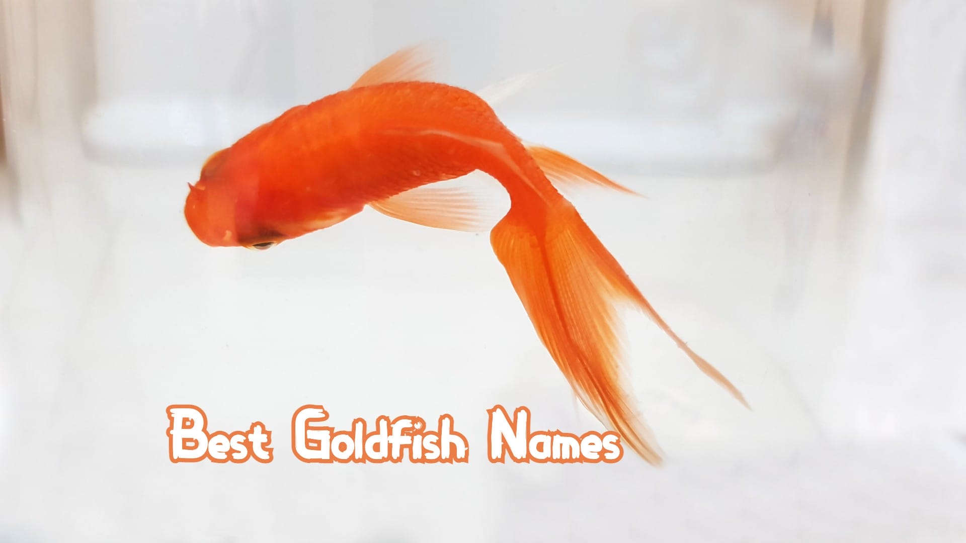 360+ Best Goldfish Names by Color, Famous, Pairs or just Funny