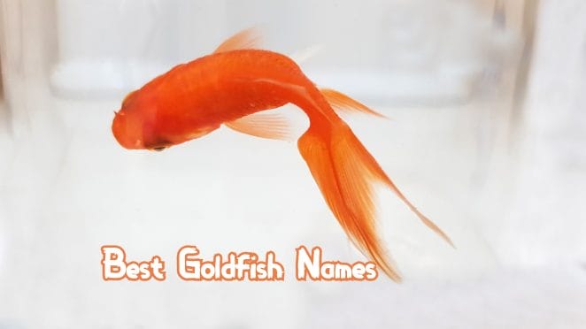 best-goldfish-names