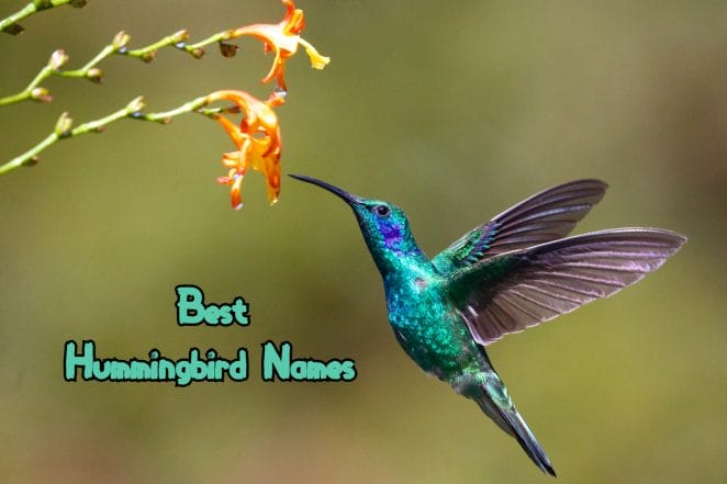 best-hummingbird-names