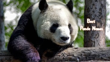 best-panda-names