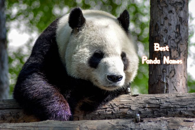 best-panda-names