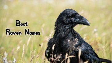 best-raven-names