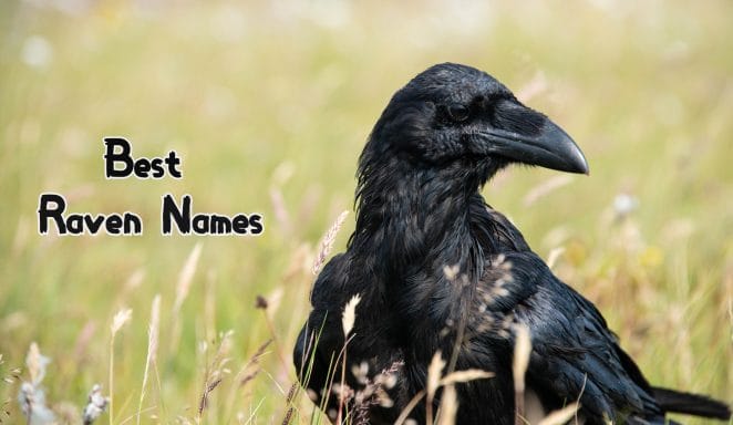 best-raven-names