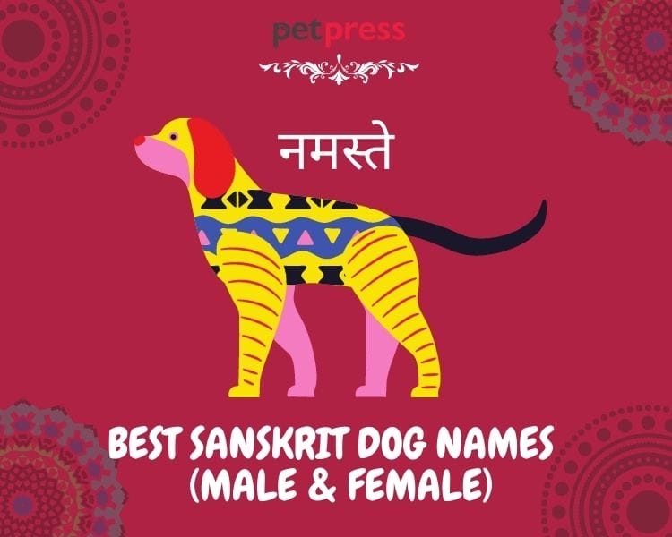 100-best-dog-names-in-sanskrit-male-female-petpress