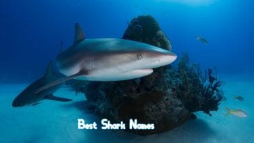 best-shark-names