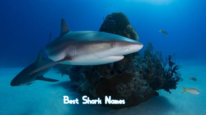 best-shark-names