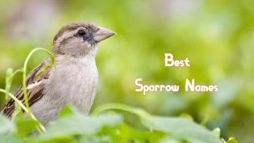 best-sparrow-names