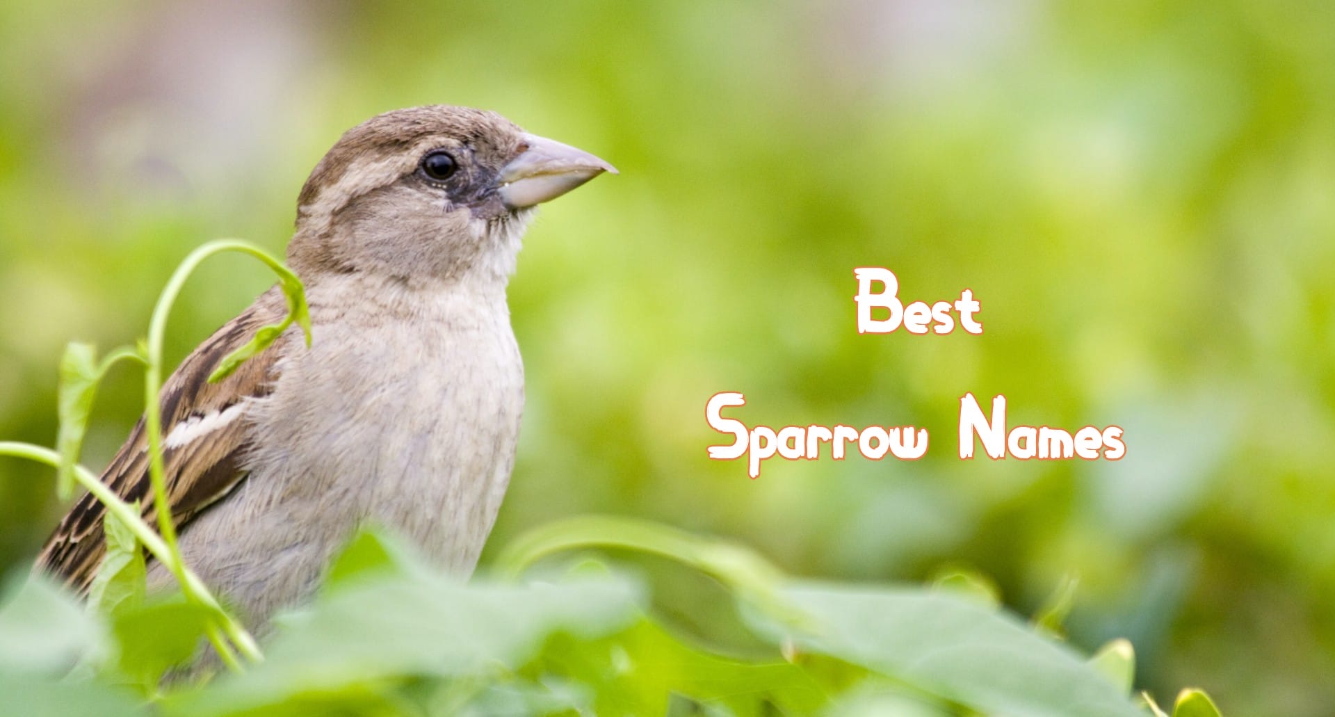 230+ Best Sparrow Names PetPress