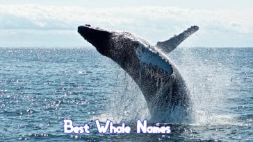 best-whale-names