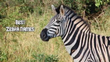 best-zebra-names