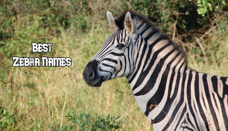 200-best-zebra-names-male-female-famous-and-cool-zebra-names-petpress