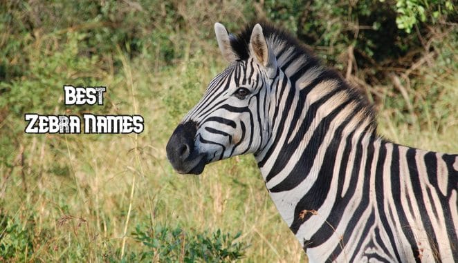 best-zebra-names