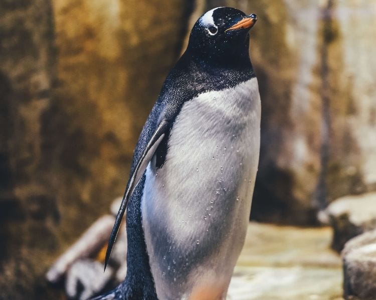 penguin name generator for a big female penguin