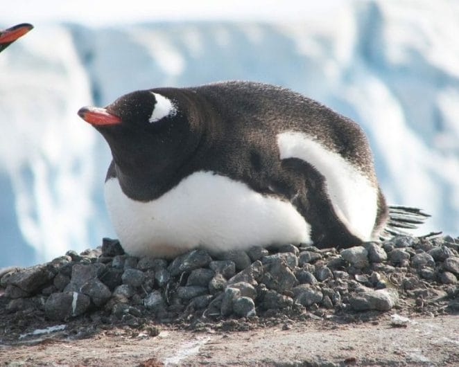 penguin name generator for a big penguin
