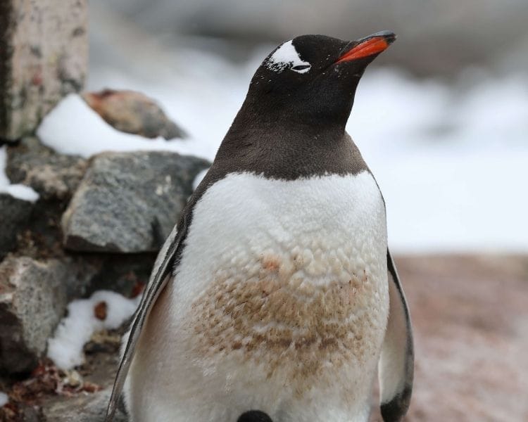 penguin name generator for a big female penguin