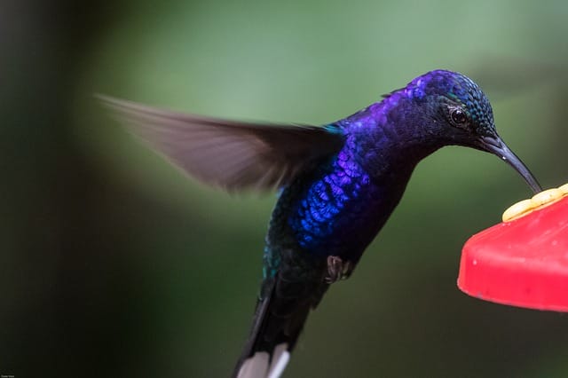 blue-hummingbird-names