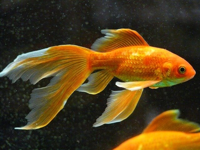 boy-goldfish
