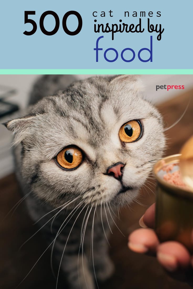 Food Cat Names - 500 Cute & Funny Food Names For Cats